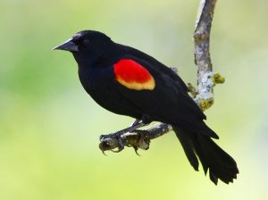 Red Winged Blackbird