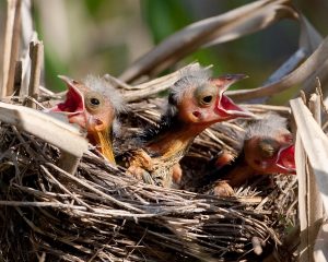 Red Winged Blackbird Babies