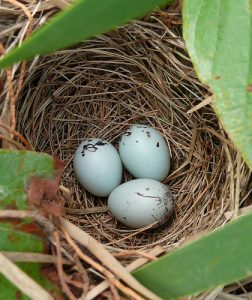 Red Winged Blackbird Eggs