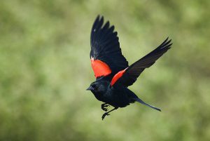 Red Winged Blackbird Flying