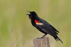 Red Winged Blackbird Male