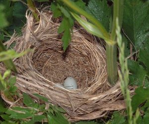 Red Winged Blackbird Nest