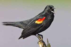 Red Winged Blackbird Pictures