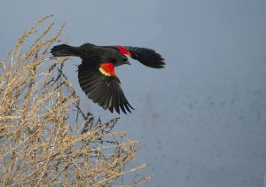 Red Winged Blackbird in Flight