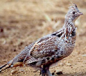 Ruffed Grouse