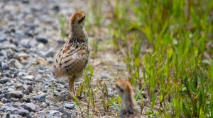 Ruffed Grouse Baby