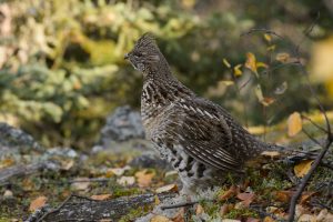 Ruffed Grouse Bird