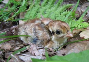 Ruffed Grouse Chicks