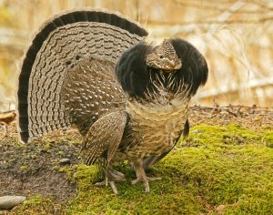 Ruffed Grouse Drumming