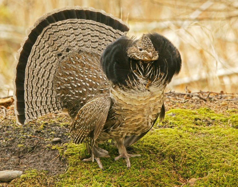 Ruffed Grouse Facts, Habitat, Diet, Life Cycle, Baby, Pictures