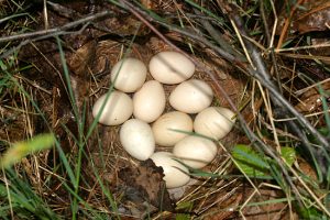 Ruffed Grouse Eggs