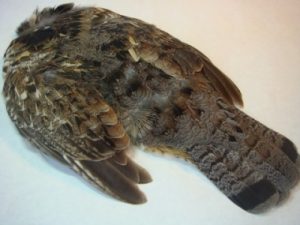 Ruffed Grouse Feathers