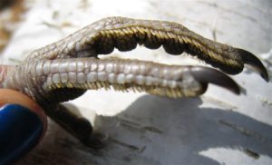 Ruffed Grouse Feet