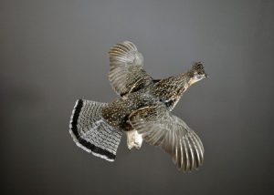 Ruffed Grouse Flying