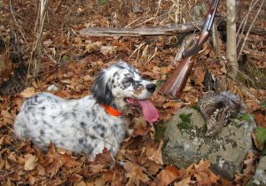 Ruffed Grouse Hunting