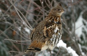 Ruffed Grouse Photos