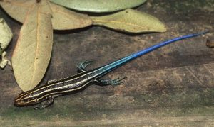 Southeastern Five Lined Skink Baby