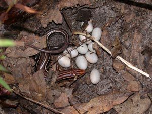 Southeastern Five Lined Skink Eggs