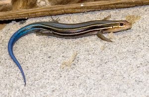 Southeastern Five Lined Skink Images