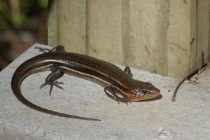 Southeastern Five Lined Skink Photos