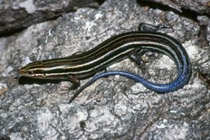 Southeastern Five Lined Skink Pictures