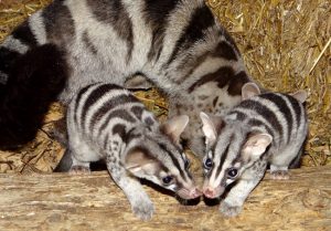 African Civet Babies