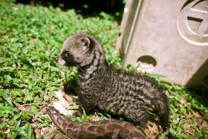 African Civet Baby Pictures