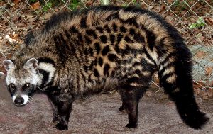 African Civet Images