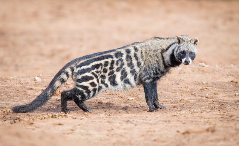 African Civet  Facts Habitat Diet Musk Life Cycle Baby 