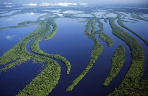 Amazon River Dolphin Habitat