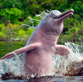 Pink Amazon River Dolphin Facts Habitat Diet Life Cycle Baby Pictures