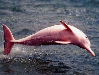 Pink Amazon River Dolphin Facts Habitat Diet Life Cycle Baby Pictures