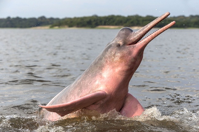 Pink Amazon River Dolphin Facts Habitat Diet Life Cycle Baby Pictures