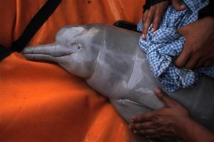 Baby Pink Amazon River Dolphin