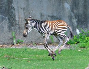 Baby Plains Zebra
