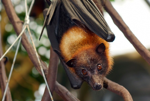 Giant Flying Fox Bat Wingspan