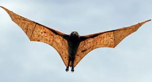 Giant Golden Crowned Flying Fox