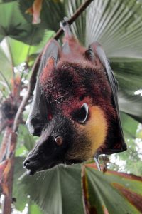 Giant Golden Crowned Flying Fox Bat