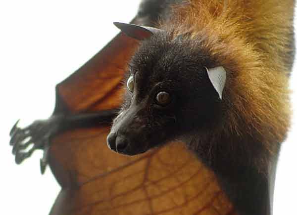 golden crowned flying fox