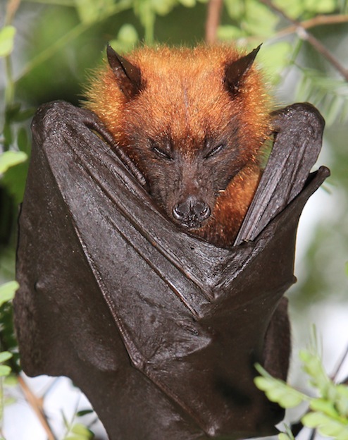 Giant Golden-Crowned Flying Fox Bat Facts, Habitat, Diet, Life Cycle ...