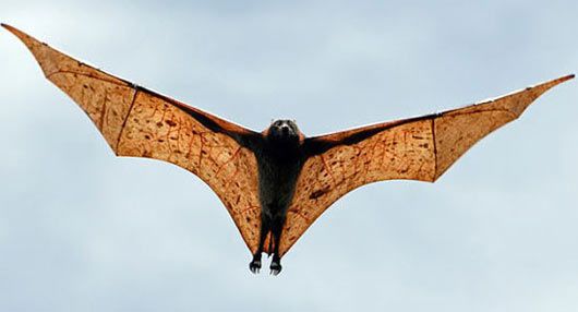 golden crowned flying fox