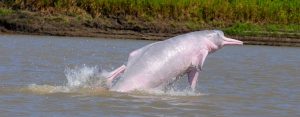 Pink Amazon River Dolphin