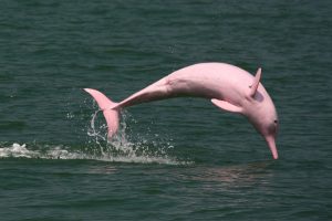 Pink Amazon River Dolphin Pictures