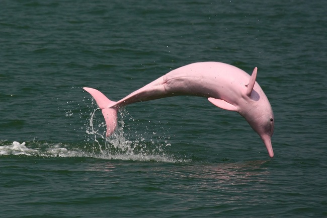 Pink Amazon River Dolphin Facts Habitat Diet Life Cycle Baby Pictures