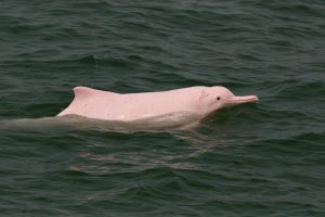 Pink Amazon River Dolphins