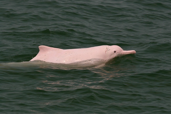 Pink Amazon River Dolphin Facts Habitat Diet Life Cycle Baby Pictures