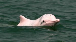Pink Dolphin Amazon River