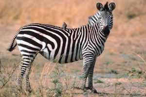 Plain Zebra