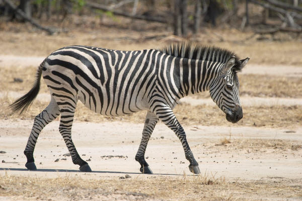 Plains Zebra Facts, Habitat, Diet, Life Cycle, Baby, Pictures