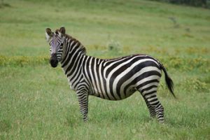 Plains Zebra